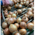تصدير البصل الأصفر الطازج إلى إندونيسيا
